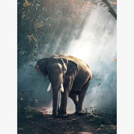 Póster de un elefante