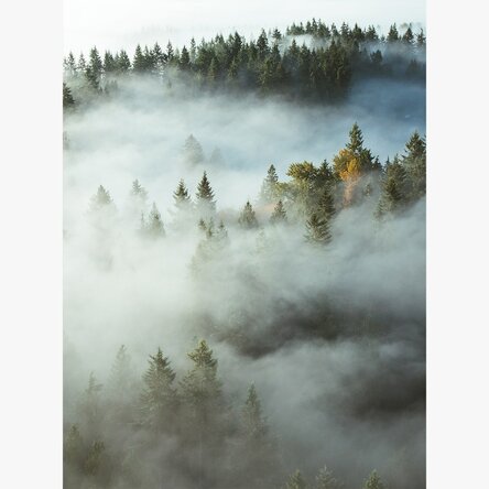 Forest In Mist Poster