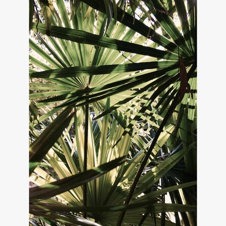 Palm tree poster