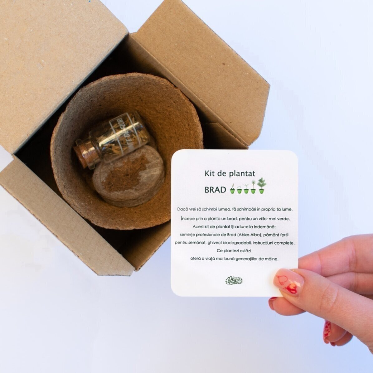 Kit para plantar semillas de abeto en una cajita personalizada con tu diseño