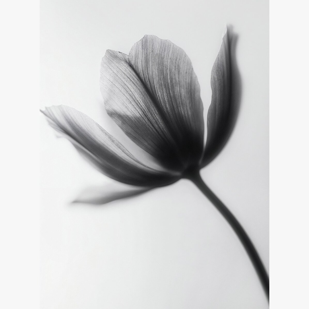 Póster de una flor en blanco y negro