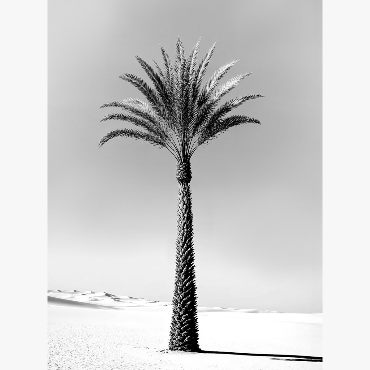 Póster de una palmera en blanco y negro