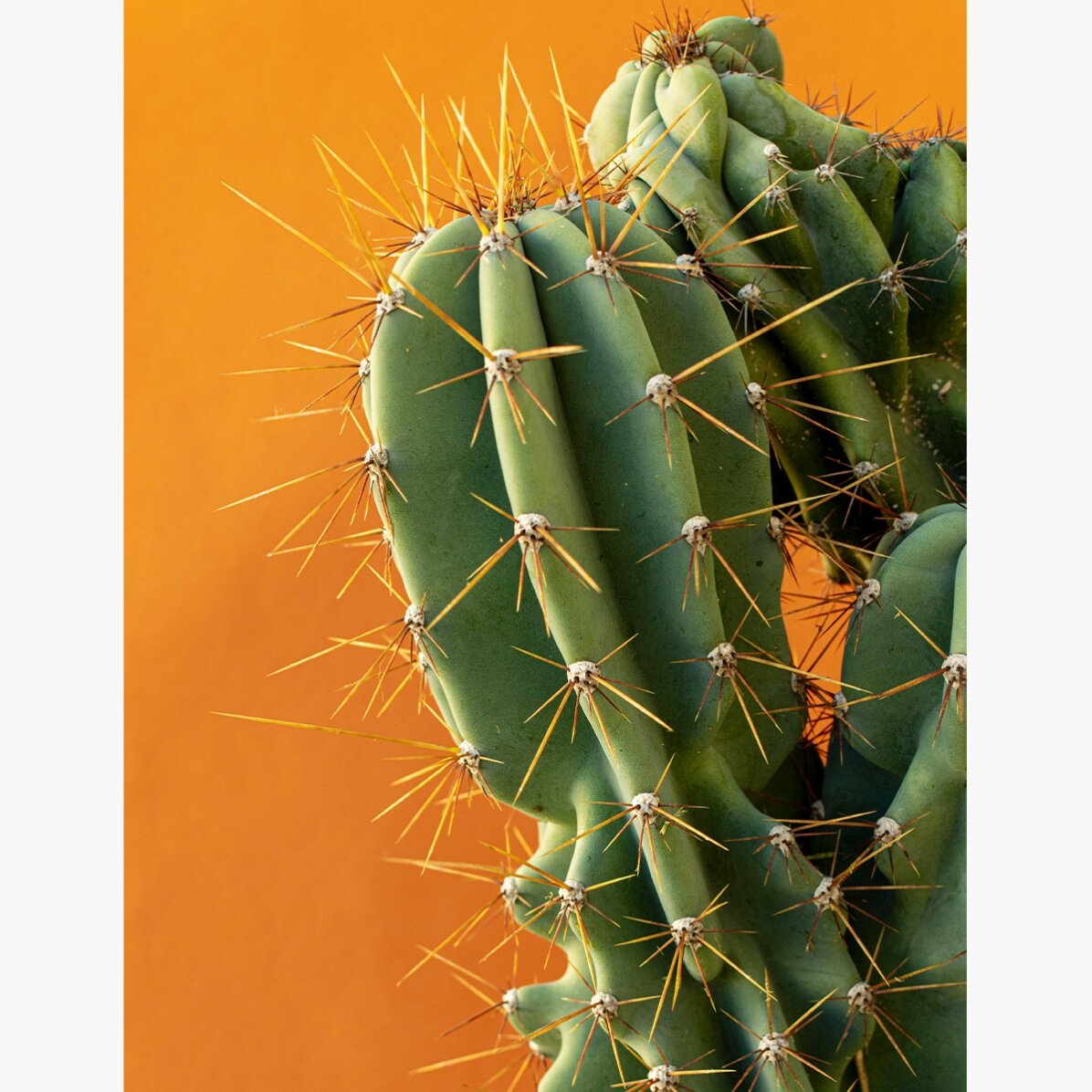 Póster de un cactus con fondo de colores