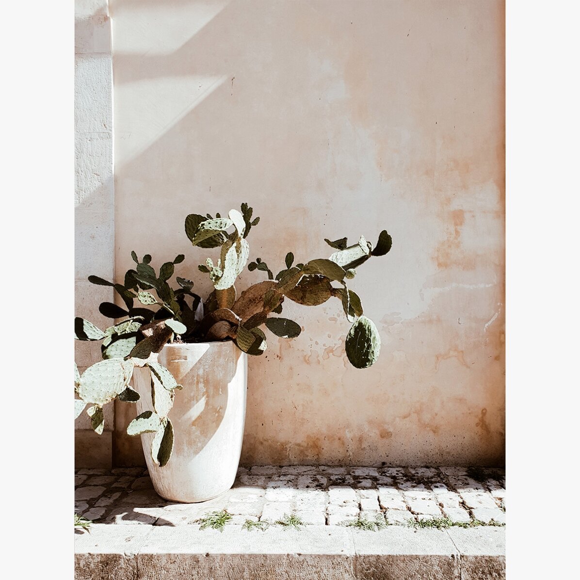 Póster de cactus