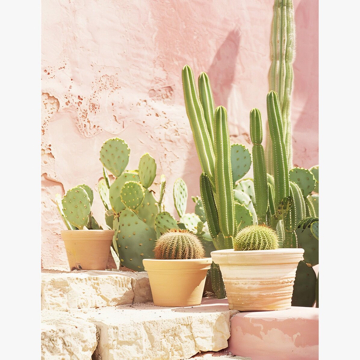 Póster de cactus