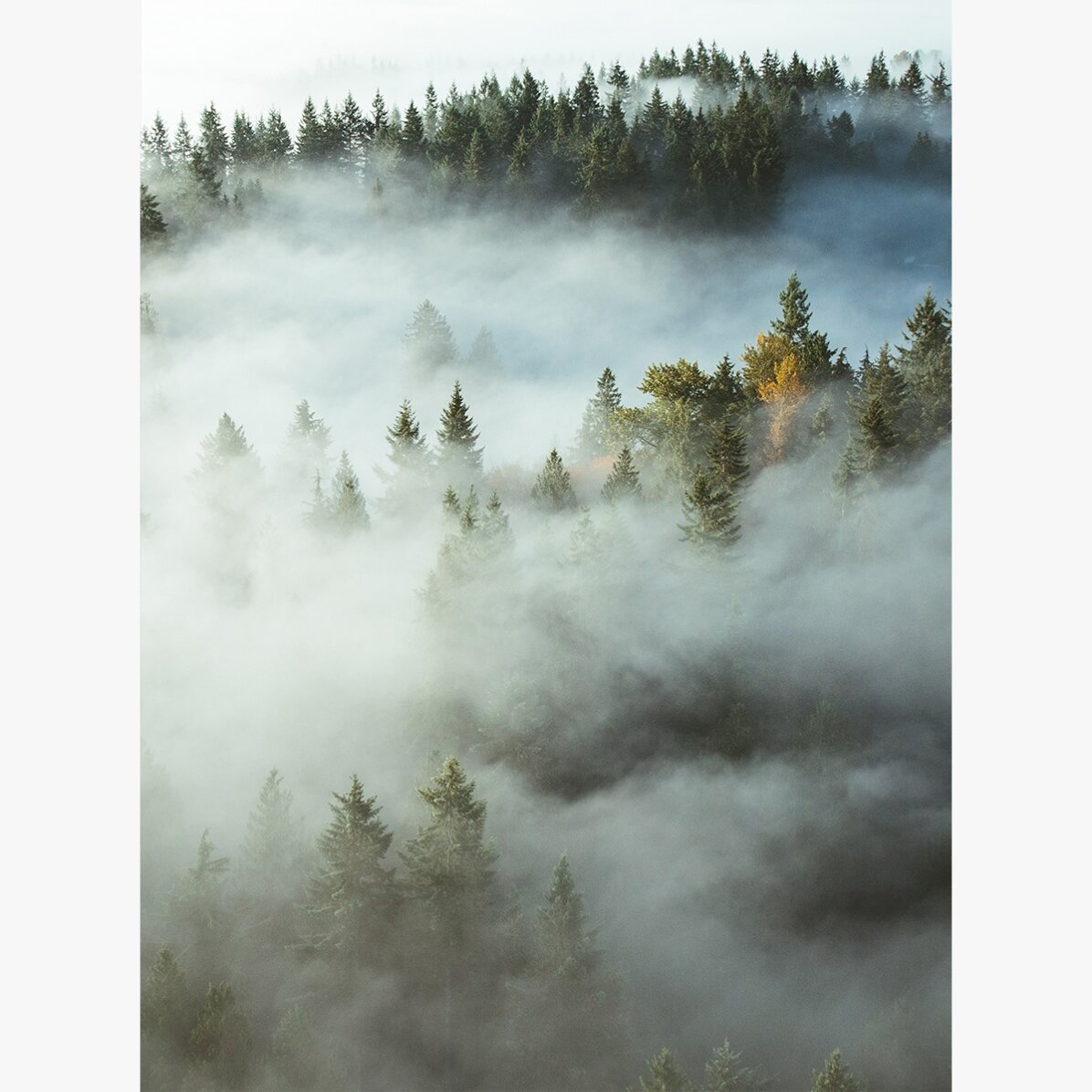 Póster «Forest In Mist»