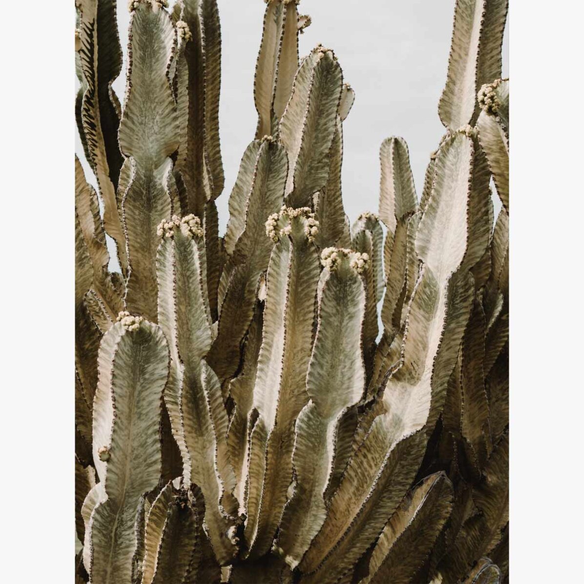 Póster de un cactus verde