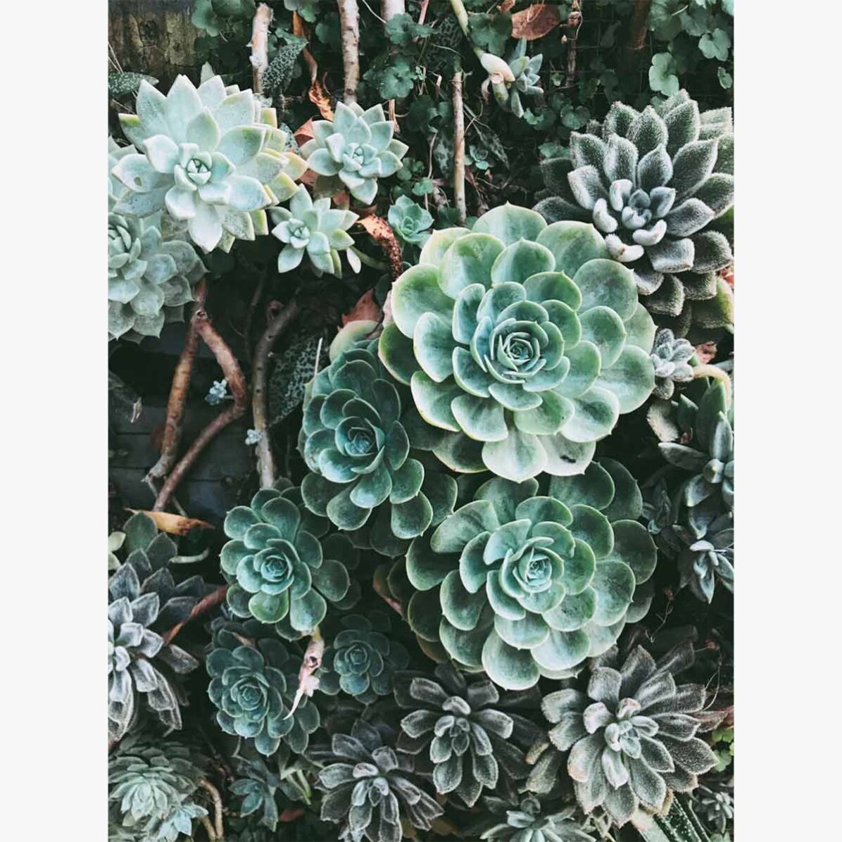 Green Plants Poster
