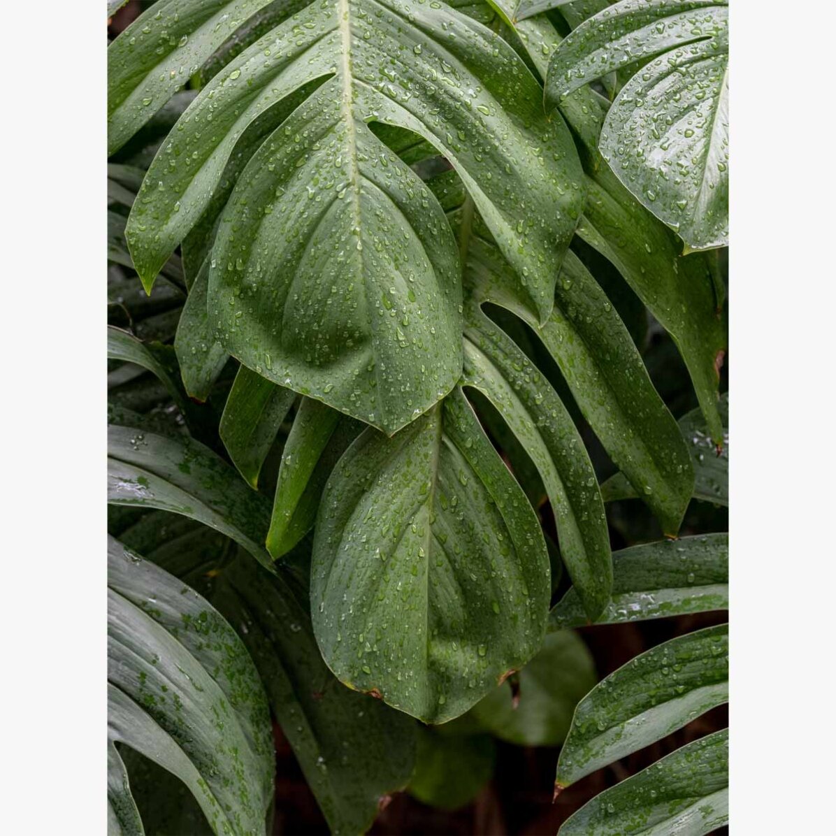 Póster de Monstera