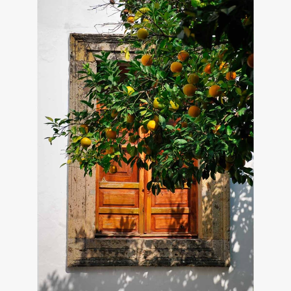 Póster «Orange tree»