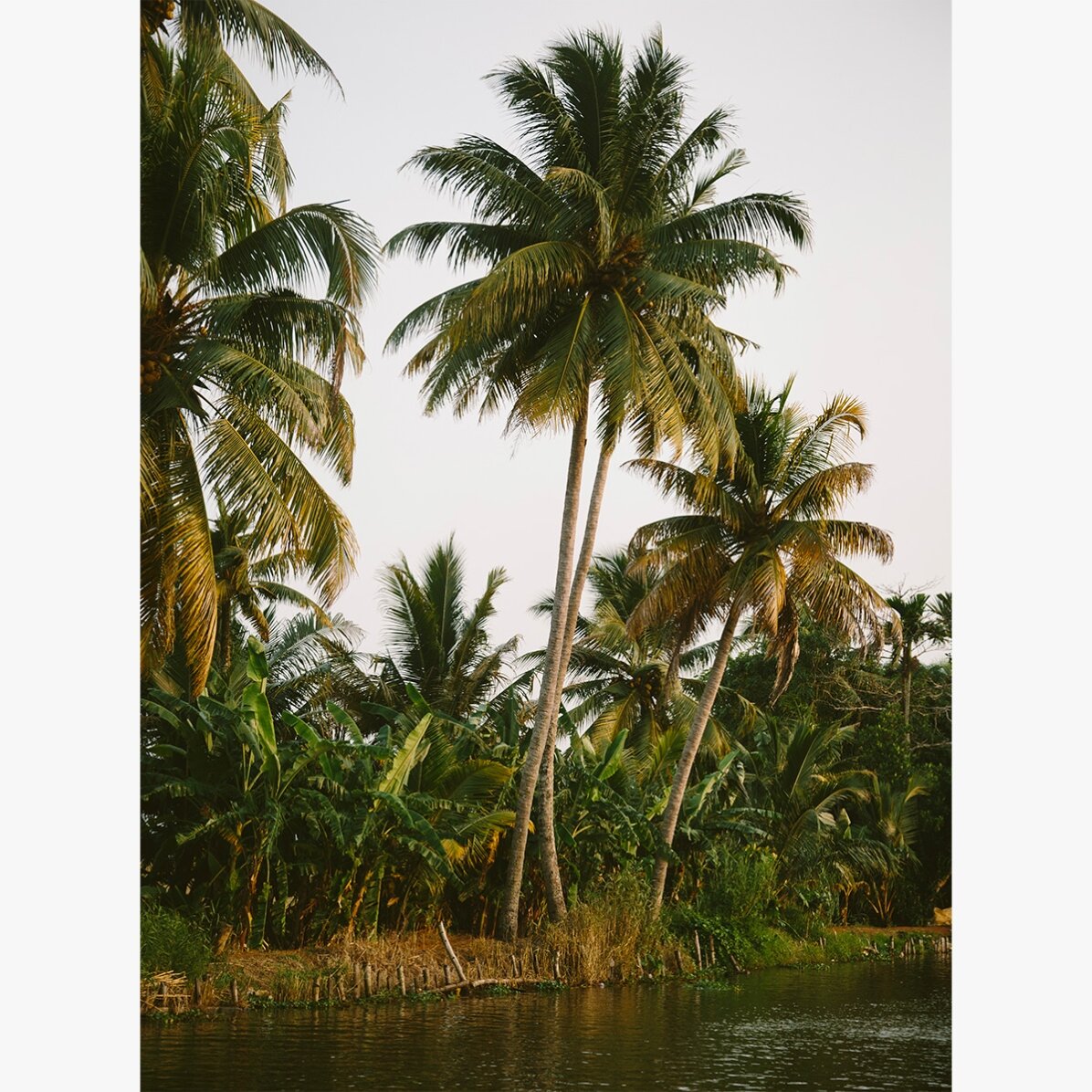Póster «Palm Trees»