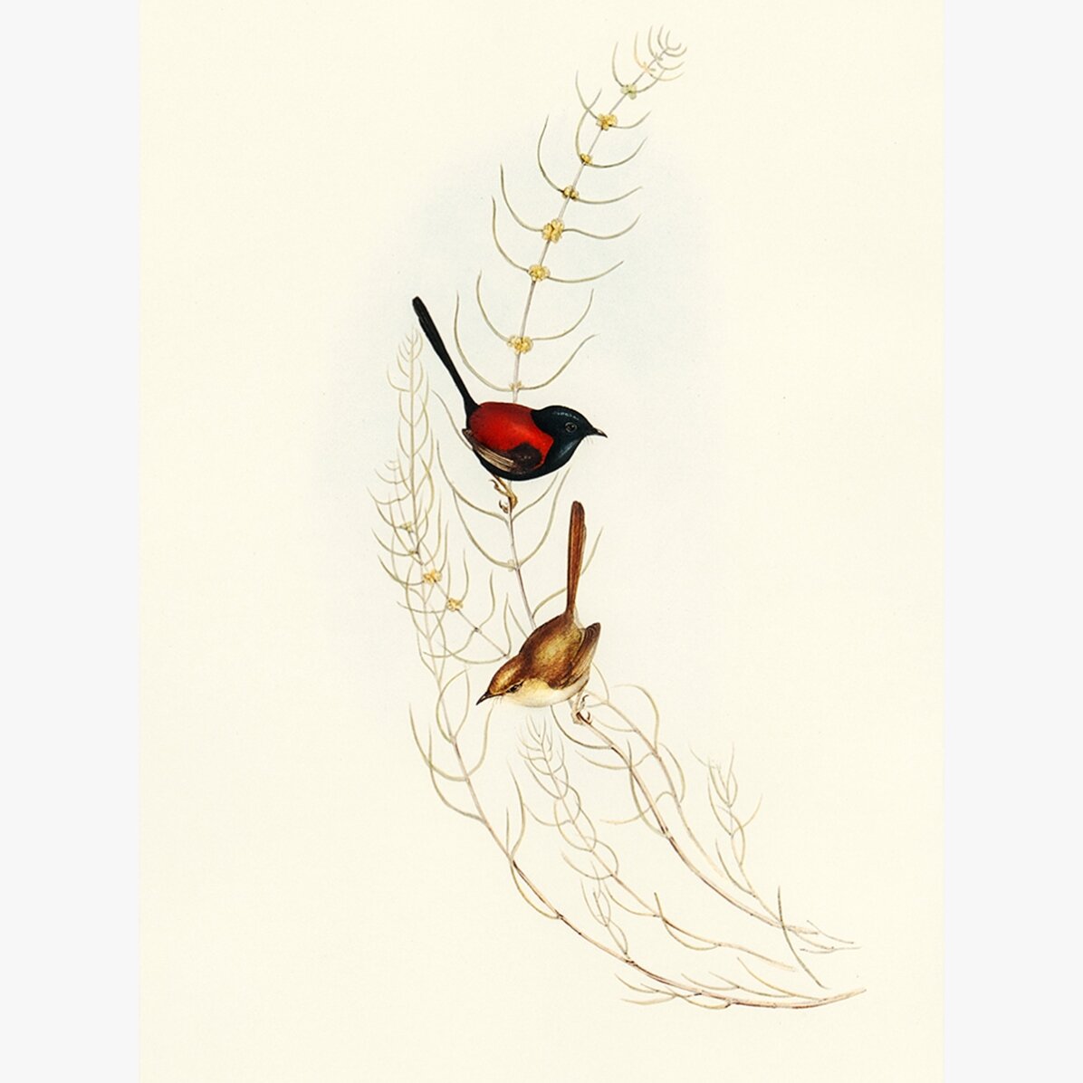 Póster «Pájaros de colores en una rama»