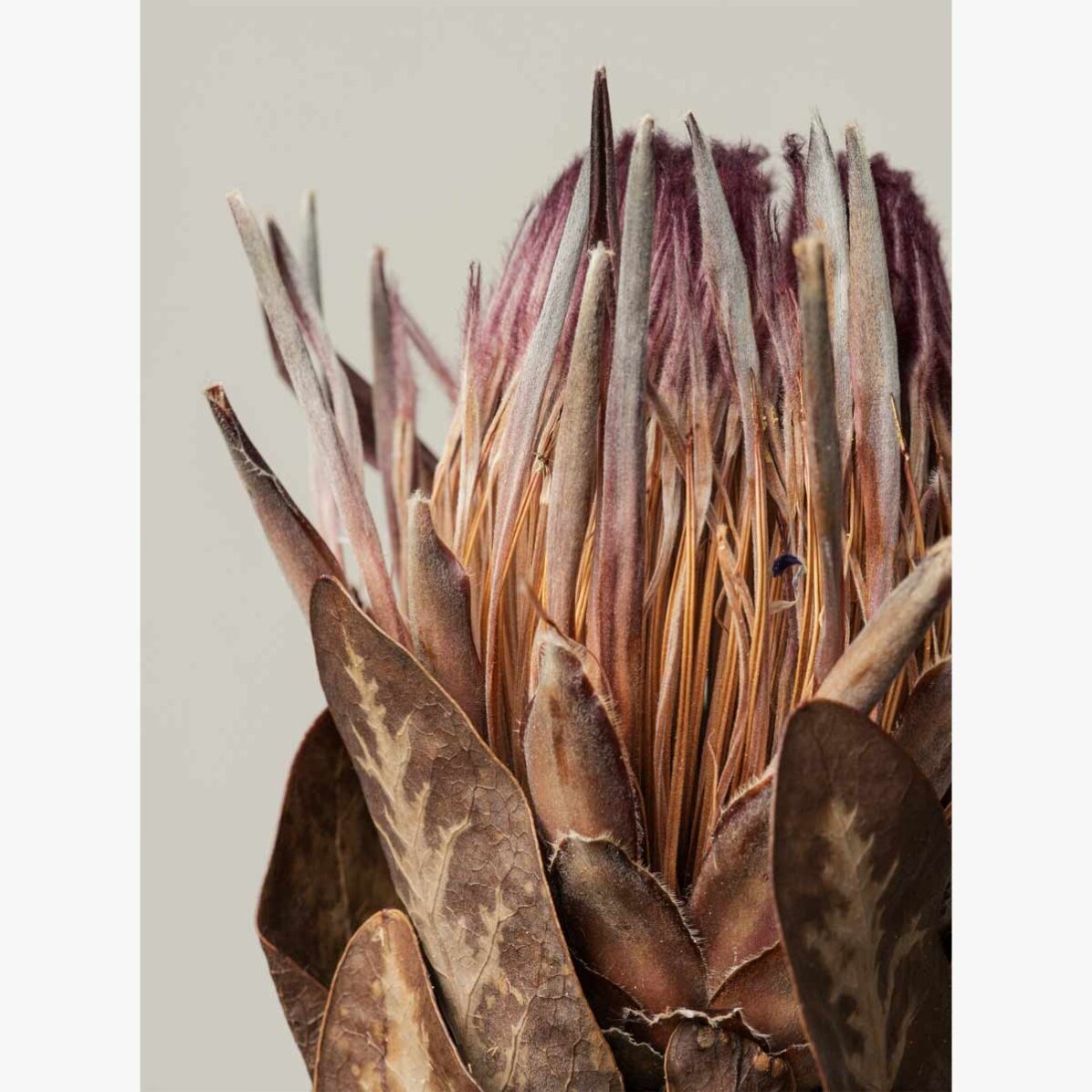 Pink protea poster