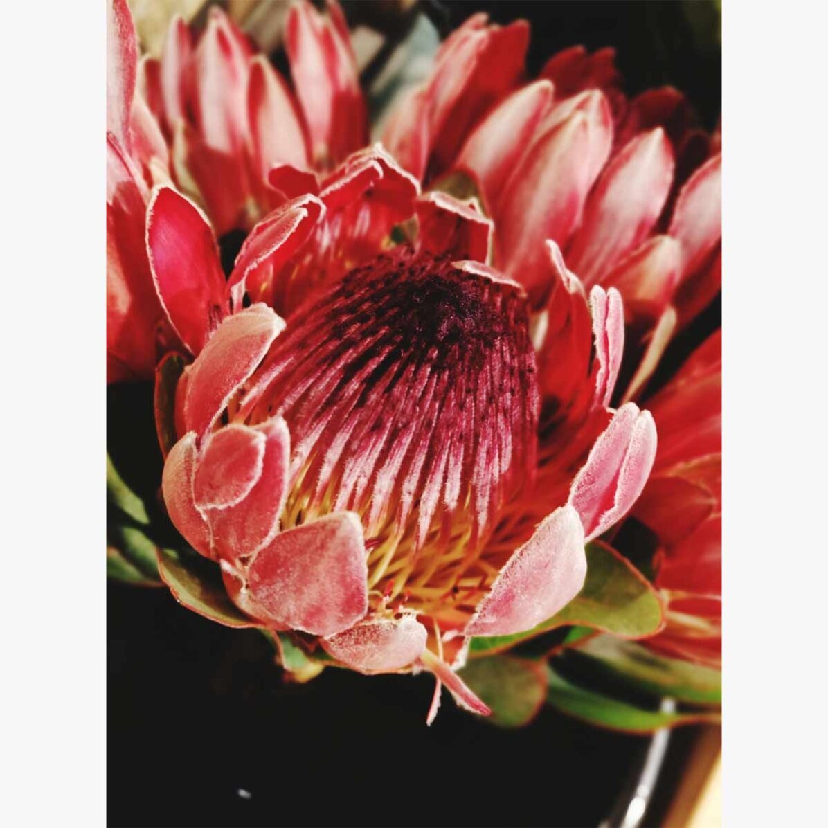 Póster «Red Flower»