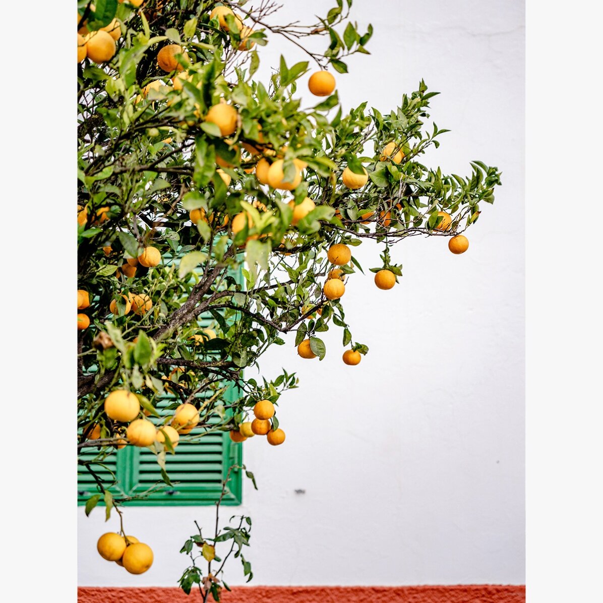 Cartel «Tangerines»