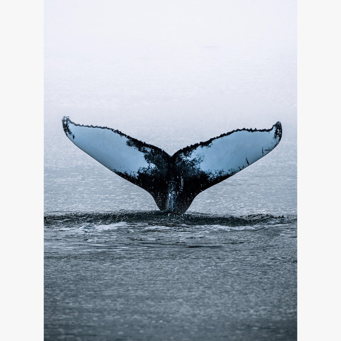 Póster «Whale Tail»