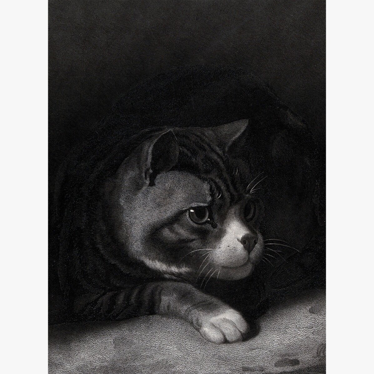 Lámina de William Gil, «El gato vigilante que observa entre las sombras», 1855