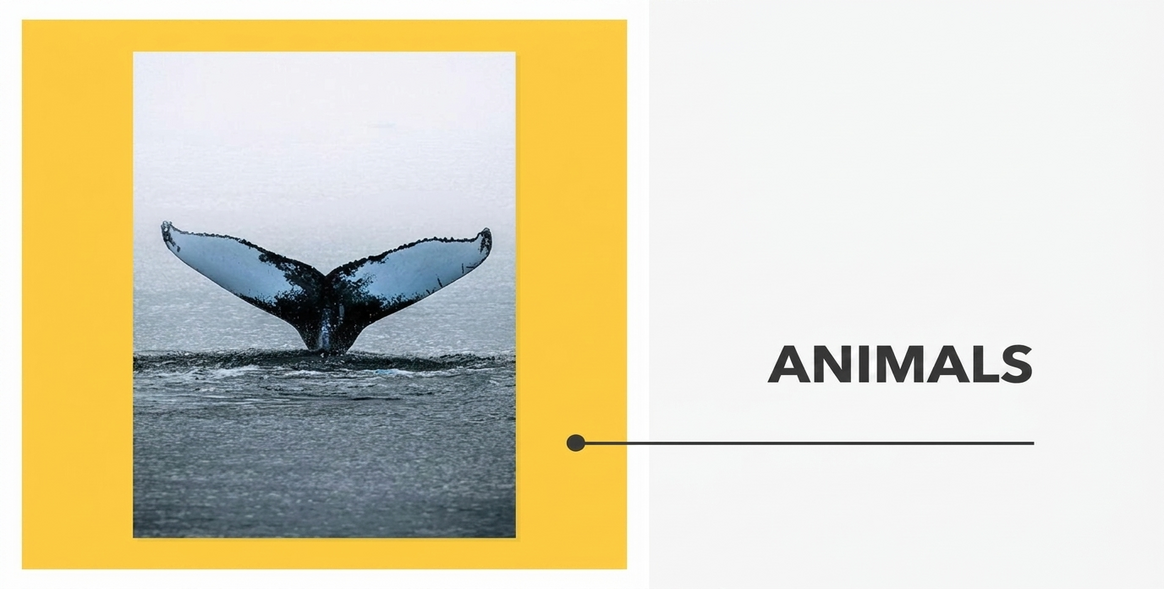 Pósters - Colección «Animales»