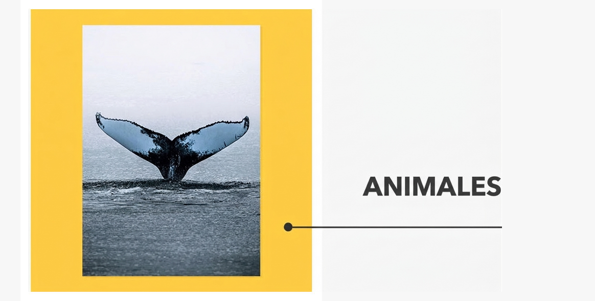 Pósters - Colección Animales